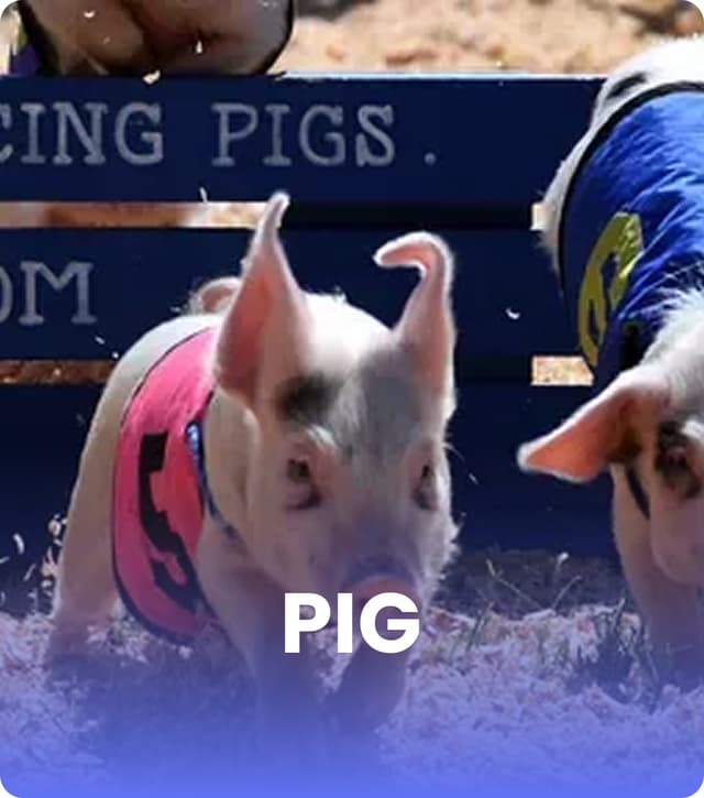 Pig